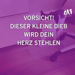 310K views · 545 reactions | Dieses Kätzchen mopst ALLES, was ihr in die Pfötchen kommt. Welchen Schatz liebt sie wohl am meisten? ✏️✏️✏️ | The Cat Society | Facebook