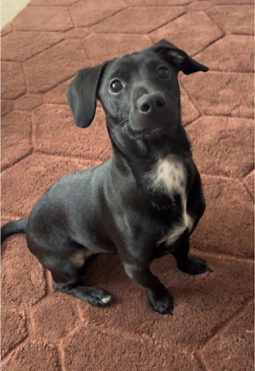 Dachshund Lab Mix: Adorable Hybrid Dog Traits