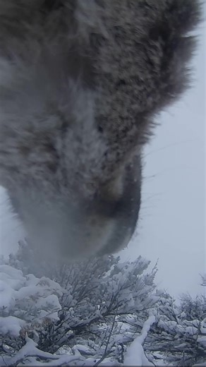 127K views · 1.3K reactions | Over the last several years, Game and...