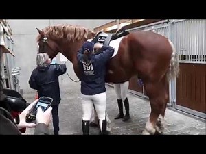 Vlaamse Paard Stal Talpe: Maxamilian