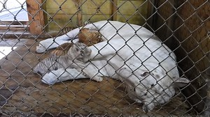 359K views · 36K reactions | Tiger cub update: Hello world. Ginger...