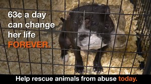 187K views · 542 reactions | It doesn't cost much to help save a life. Become an ASPCA Guardian today. | ASPCA | Facebook