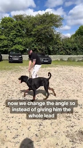 how to stop lead pulling#dog #dogs