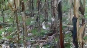 36K views · 295 reactions | Here's a short video of a hunt from Nate Yarger. Nate said the Chisel Tip X-treme made a quick kill on his 2017 PA archery bear. The 140-pound bear was shot at 20 yards and didn't make it past him, it died at his boots! Congrats Nate and that was insane!! | Rage Broadheads | Facebook