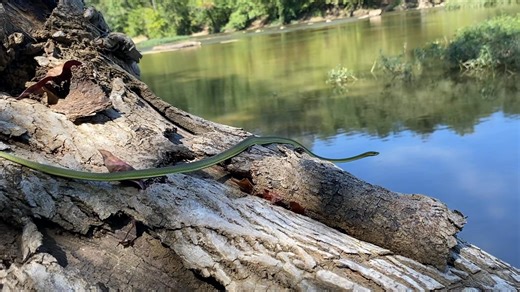 2.9K views · 60 reactions | Opheodrys aestivus, commonly known as the...