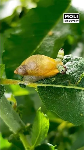 Snails are infested with parasitic worms.
