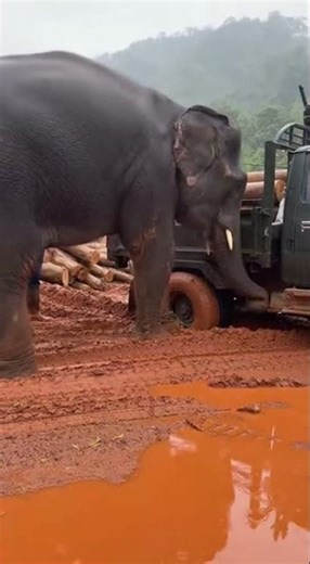 Construction Site: Elephant Loads Logs into Truck