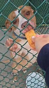 Come give out some treats with me! Dog adoption application: https://edisonnj.rja.revize.com/forms/58 | Edison Municipal Animal Shelter