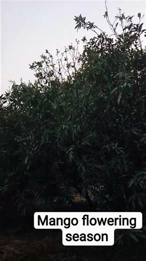 #mango# flowering