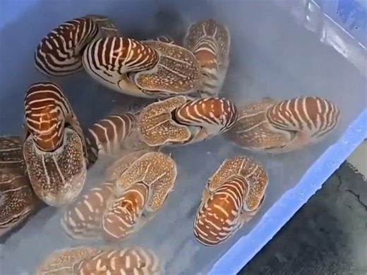 这种生物存在多久了？现在过的好吗？