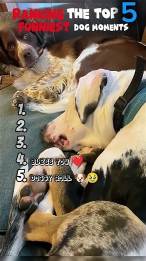 Ranking the most amazing funny dog reactions 🤣🥹