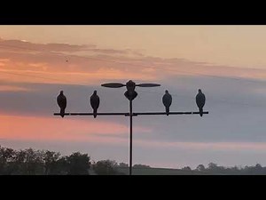 Morning Dove Hunt Video with MOJO Dove Decoys and MOJO Dove Tree by Midwest Marine Parts