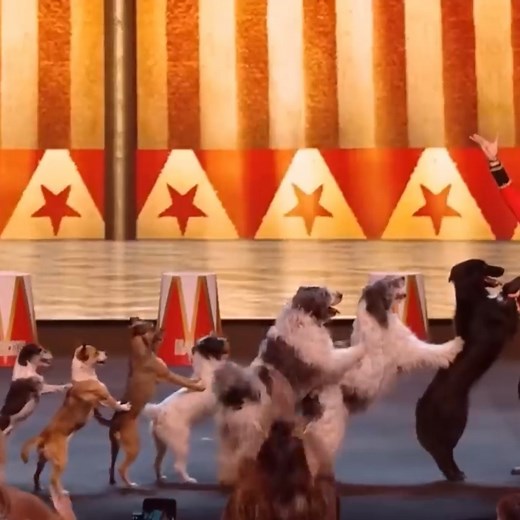 9.2K views · 268 reactions | Alexa Lauenburger and her incredible dogs deliver a performance that leaves Britain speechless this act proves teamwork has no limits | AGT40 | Facebook