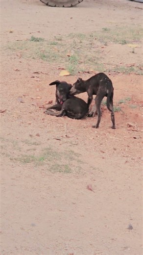 Best friends share everything—even kisses! 🫂🐕‍🦺🥰😘😍