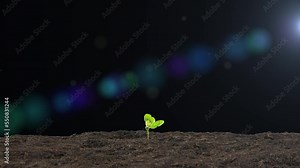 Spring plant growth sprouts and seedlings emerge from the ground