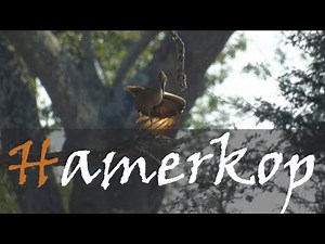 Hamerkop (Scopus umbretta) Bird Call & Video - South African Waterbird Calls | Stories Of The Kruger