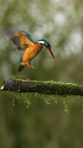 Kingfisher's Grace: Dive, Splash, Catch - The Hunt for Fish! Wincent keZgk #bird #nature #wildlife | HAWI Studios