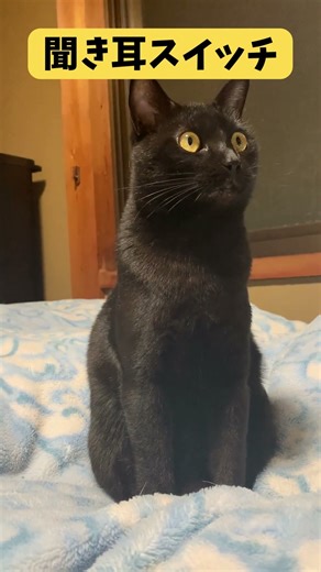 【可愛い変化】黒猫が話を聞こうとしてくる瞬間が尊い