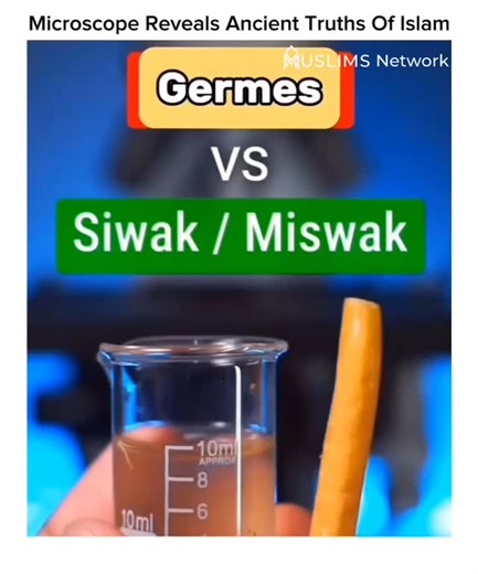 MUSLIMS™ Invite on Instagram‎: "Miswak vs. Germs Under Microscope The Sunnah is always backed by wisdom. 🦷🔬 We looked at the Miswak (Siwak) under a microscope to see its effect on germs. The Prophet Muhammad (ﷺ) recommended using the Miswak 1,400 years ago, long before we knew what bacteria were. He (ﷺ) said: “The Miswak cleanses and purifies the mouth and pleases the Lord.” (An-Nasa’i) It turns out, this natural root contains natural fluoride, silica, and antibacterial compounds that kill ger