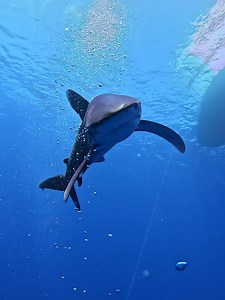 95K views · 2K reactions | Eye-to-eye ️ Giacomo Sesto's #SharkWeek staring contest with a curious white tip earned him a $500 GoPro award  GoPro.com/Awards #FunFact: White tips are regarded as the most curious species of shark—often the first creatures to approach divers upon entering the water. | GoPro | Facebook