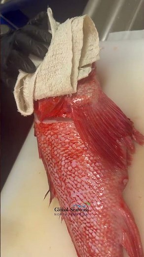 How to Cut Kinki (Idiot Rockfish) — Rockfish Fillet Breakdown