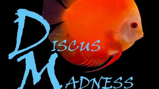 Discus Madness Inc on Instagram: "New discus!! 📣 As we enter Fall, and cooler months we are filling our tanks with beautiful discus! Over 600 new fish fresh out quarantine. Now is the time to visit us! If you can't make it, schedule a Facetime call. We are always happy to help. For additional questions feel free to reach out. (917)-304-4334 info@discusmadness.com www.discusmadness.com"