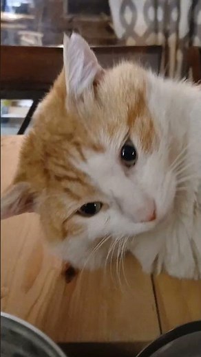 🐈 Scout the DRAMA king 🐈 #cat #funny #animals #rescue #shorts #viral #treading #fyp #animals