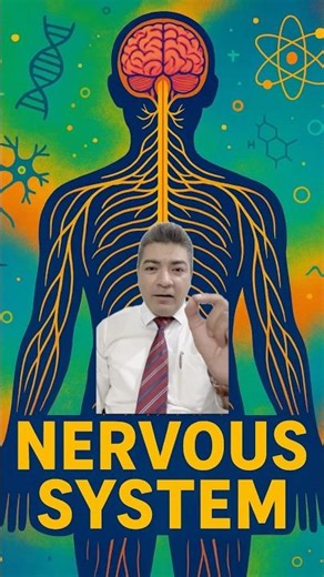 These 43 Nerves Control Your Body