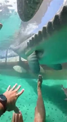 Waterslide into pool full of giant fish #funny #memes