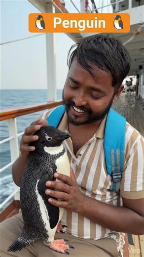 समुद्र में pengun से मस्ती करते हुए #song #song