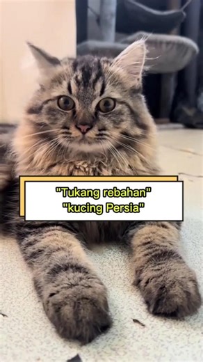 "Kenapa Kucing Persia Selalu Jadi Favorit? Pecinta Kucing Wajib Tau!”