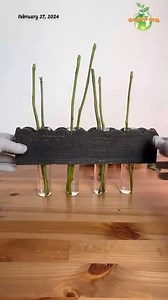 12K views · 94 reactions | I tried growing dried red roses In water and here is the result! #rose #roses #plants | The Green Earth | Facebook