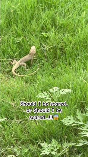 Trying to stay calm but internally screaming 😅🦎