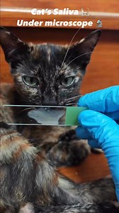 155K views · 2.1K reactions | Cat saliva under microscope  ‍⬛ ⚠️Owning a cat is linked to Toxoplasmosis and the eye disorder, (glaucoma). cat owners should be aware that sometimes cats can carry harmful germs that can make people sick濫冷. Such as toxoplasmosis, hookworms, roundworms, ringworm, cat scratch disease (CSD), and rabies. e.t.c #cat #catlover #saliva #animals #kittycat #kitty #petlovers #pets #nigeria #foryoupageシ | Tukur Sa'ad | Facebook