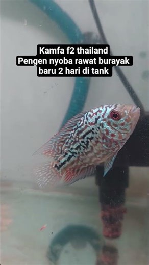 2 Hari di tank kamfa 2 thailand #louhan_fish #louhanindonesia #louhanjenong #kamfathailand