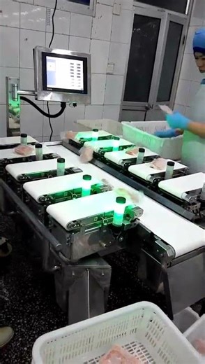 Semi-Automatic Multihead Scale #seafood #foodmachine #foodmachinery #Multihead Scale#weigher