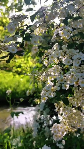 Woh Jo Kahte The Bichdenge Na Hum Kabhi 💔✨ | Dekhte Dekhte | Lyrics Nature Shorts 🌿 | #viral #lyrics
