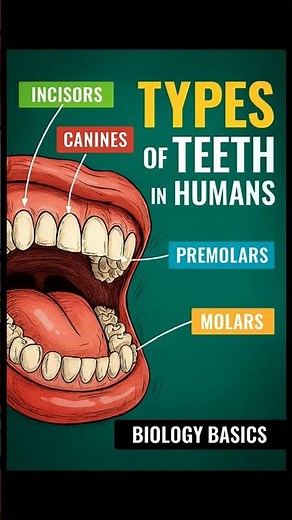 Types of Teeth in Humans 🦷 | Incisors, Canines, Molars Explained Simply | Biology Basics