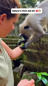 1.6M views · 5.3K reactions | I am still in shock. He used a leaf to...