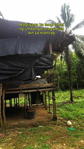 Exploring Broiler Farming: A Dive into Poultry Life