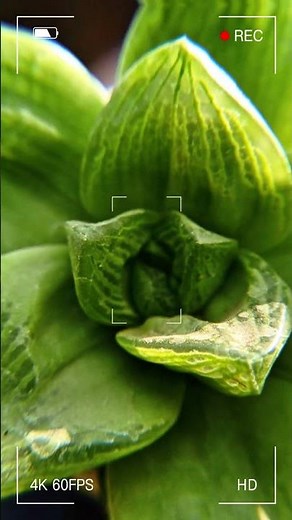 Beautiful Plants & Flowers in 4K | Ultra HD Nature Photography Compilation #cactusphotography