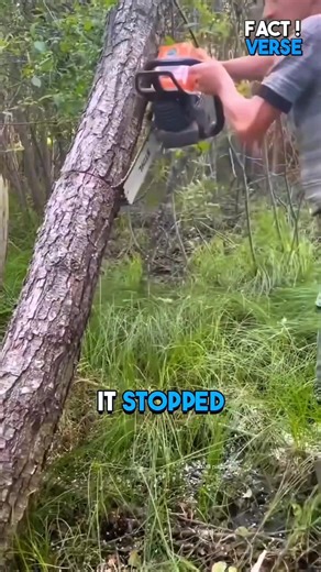 213K views · 633 reactions | Boy Destroys Machine's Most Expensive Part | Fact Verse | Facebook