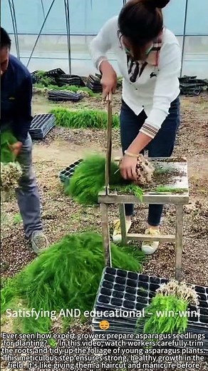 Perfecting Asparagus Seedlings – Root & Leaf Trim! 🌱