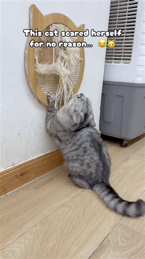 This cat scared herself for no reason… it’s absolutely hilarious 😂🐱#catsanddogsandalotoffun #cute
