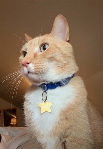 If you need me today, I’ll be sick in bed surrounded by needy cats 🤨🤧