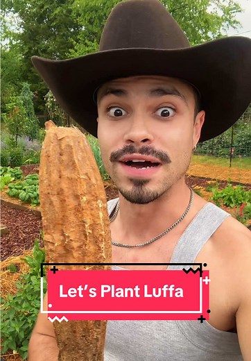 How to Plant Luffa Seeds for a Bountiful Harvest