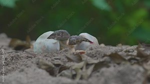 Baby red iguana hatching from egg on pile of sand with bokeh background