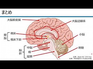 Brain structure and function