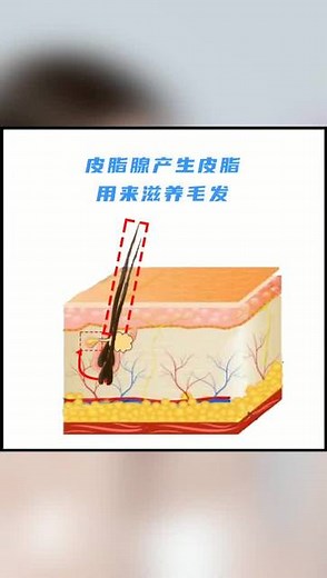 青春痘是怎么来的？30秒详解长痘全过程