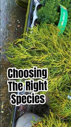 Choosing The Right Species For Bonsai